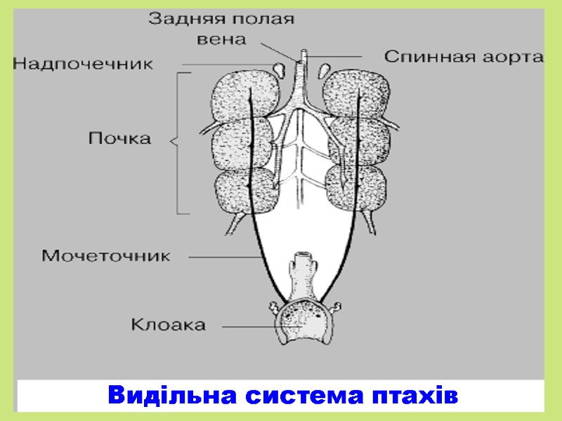 Видільна система птахів